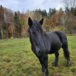 Zwart paard in groene weide.