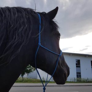 Zwart paard met blauwe halster
